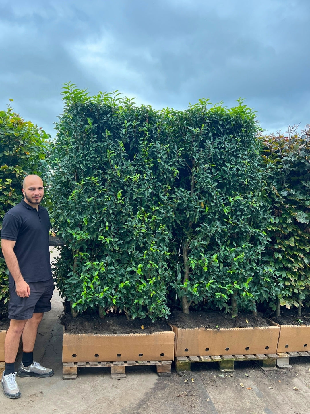 Portuguese Laurel | Prunus Lusitanica 'Angustifolia' | 1m Instant Hedging Length
