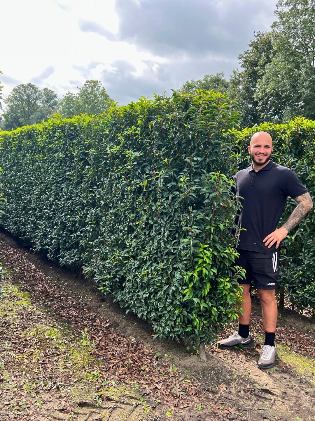 Portuguese Laurel | Prunus Lusitanica 'Angustifolia' | 1m Instant Hedging Length