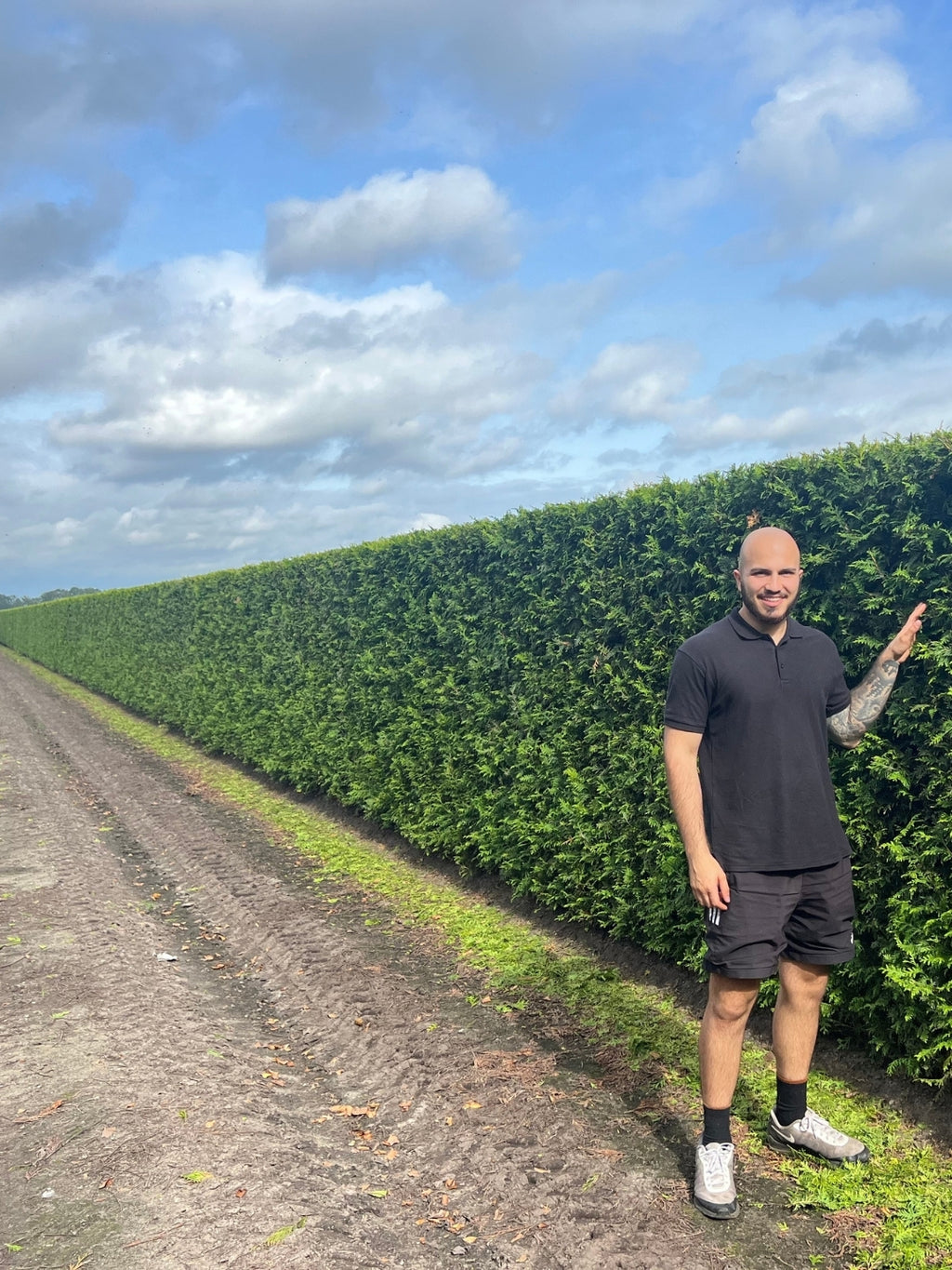 White Cedar 'Brabant' | Thuja Occidentalis 'Brabant' | 1m Instant Hedging Length