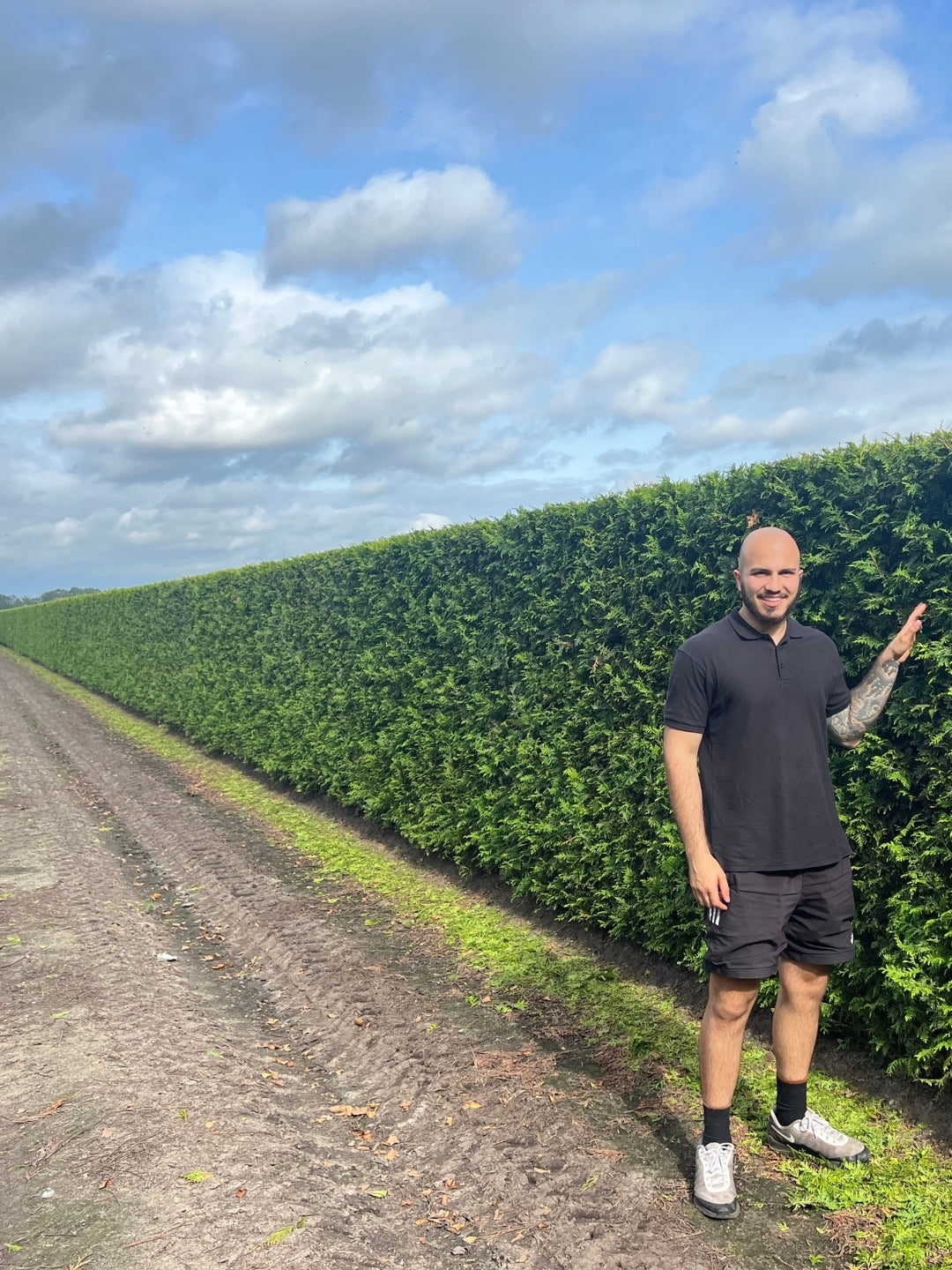 White Cedar 'Brabant' | Thuja Occidentalis 'Brabant' | 1m Instant Hedging Length
