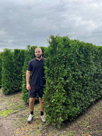 White Cedar 'Brabant' | Thuja Occidentalis 'Brabant' | 1m Instant Hedging Length