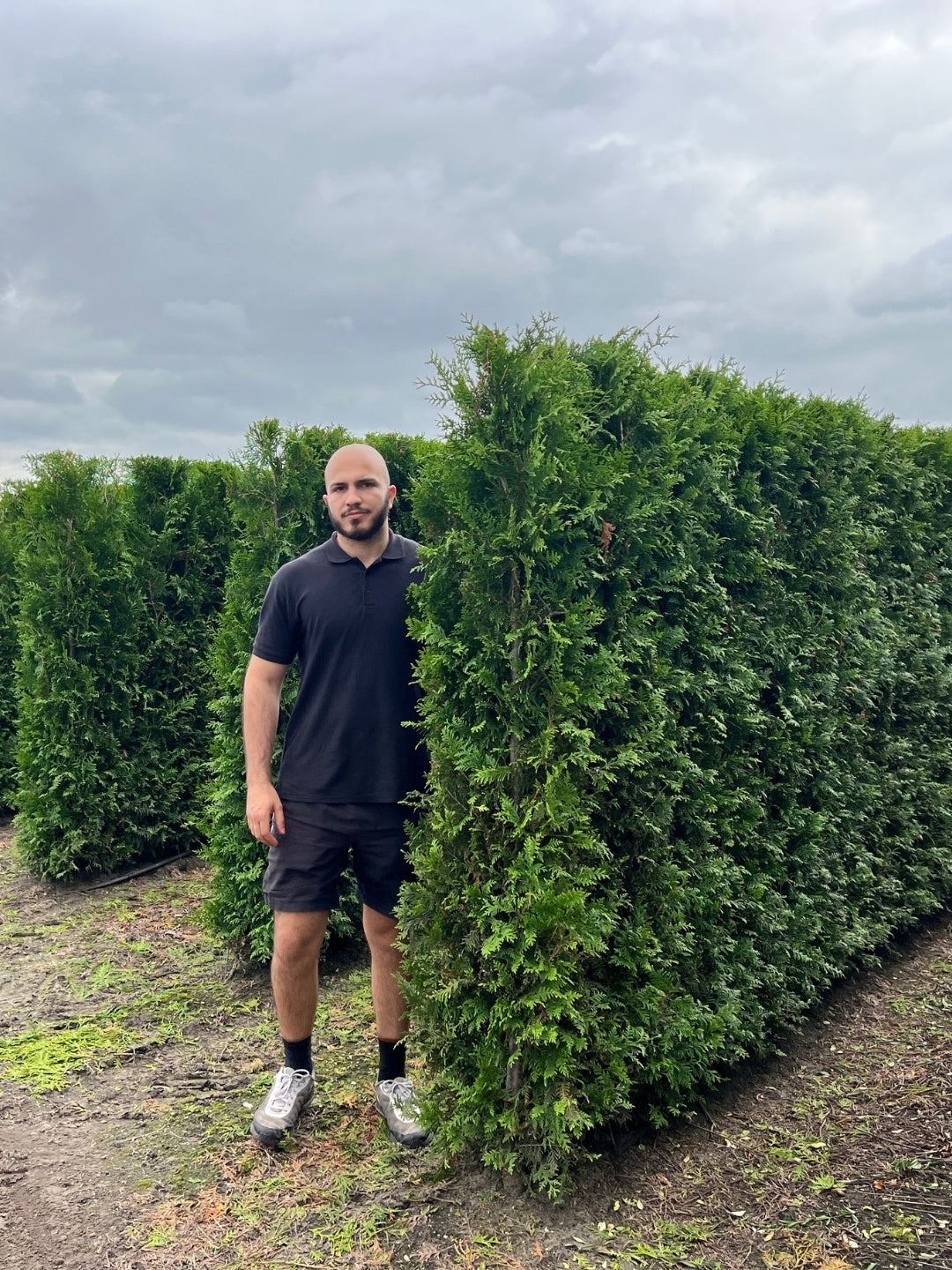 White Cedar 'Brabant' | Thuja Occidentalis 'Brabant' | 1m Instant Hedging Length
