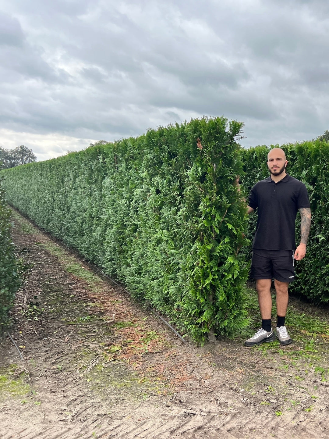 White Cedar 'Brabant' | Thuja Occidentalis 'Brabant' | 1m Instant Hedging Length
