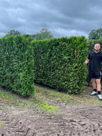 White Cedar 'Brabant' | Thuja Occidentalis 'Brabant' | 1m Instant Hedging Length