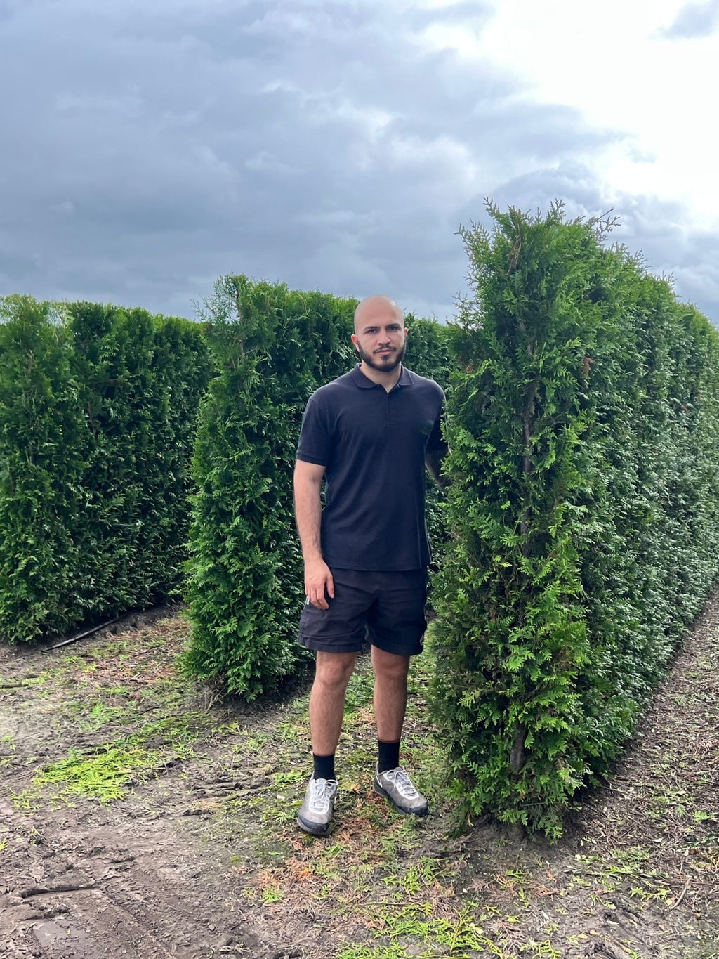 White Cedar 'Brabant' | Thuja Occidentalis 'Brabant' | 1m Instant Hedging Length