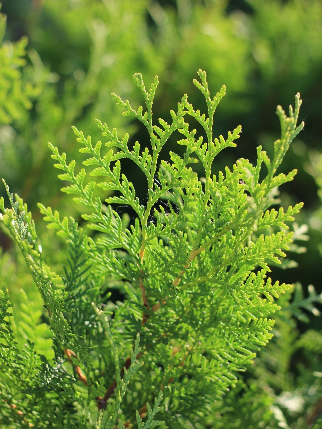 White Cedar 'Brabant' | Thuja Occidentalis 'Brabant' | 1m Instant Hedging Length
