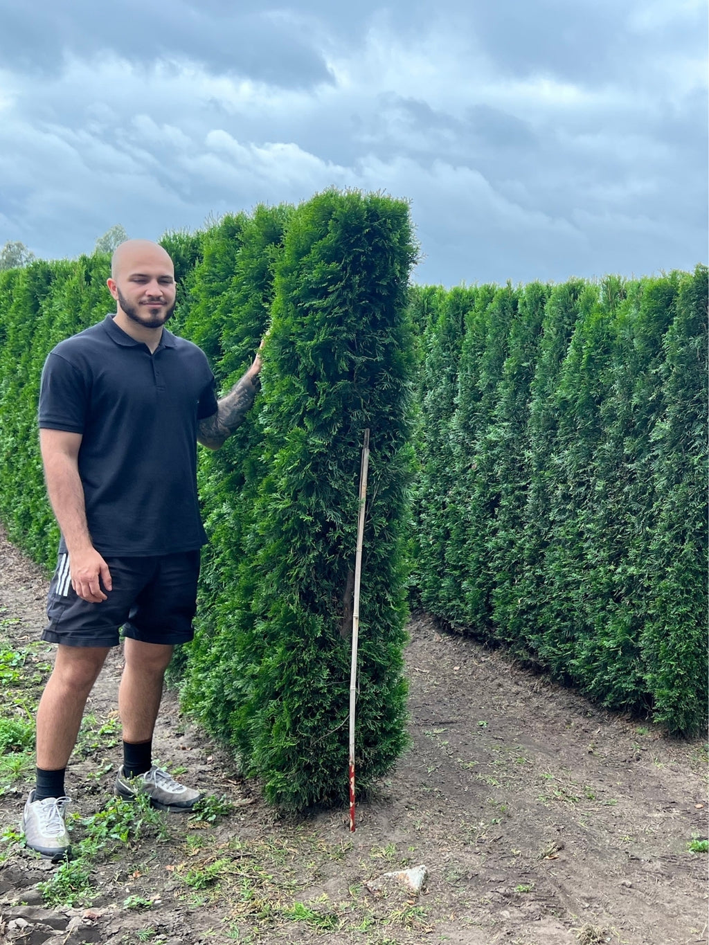 White Cedar 'Smaragd' | Thuja Occidentalis 'Smaragd' | 1m Instant Hedging Length