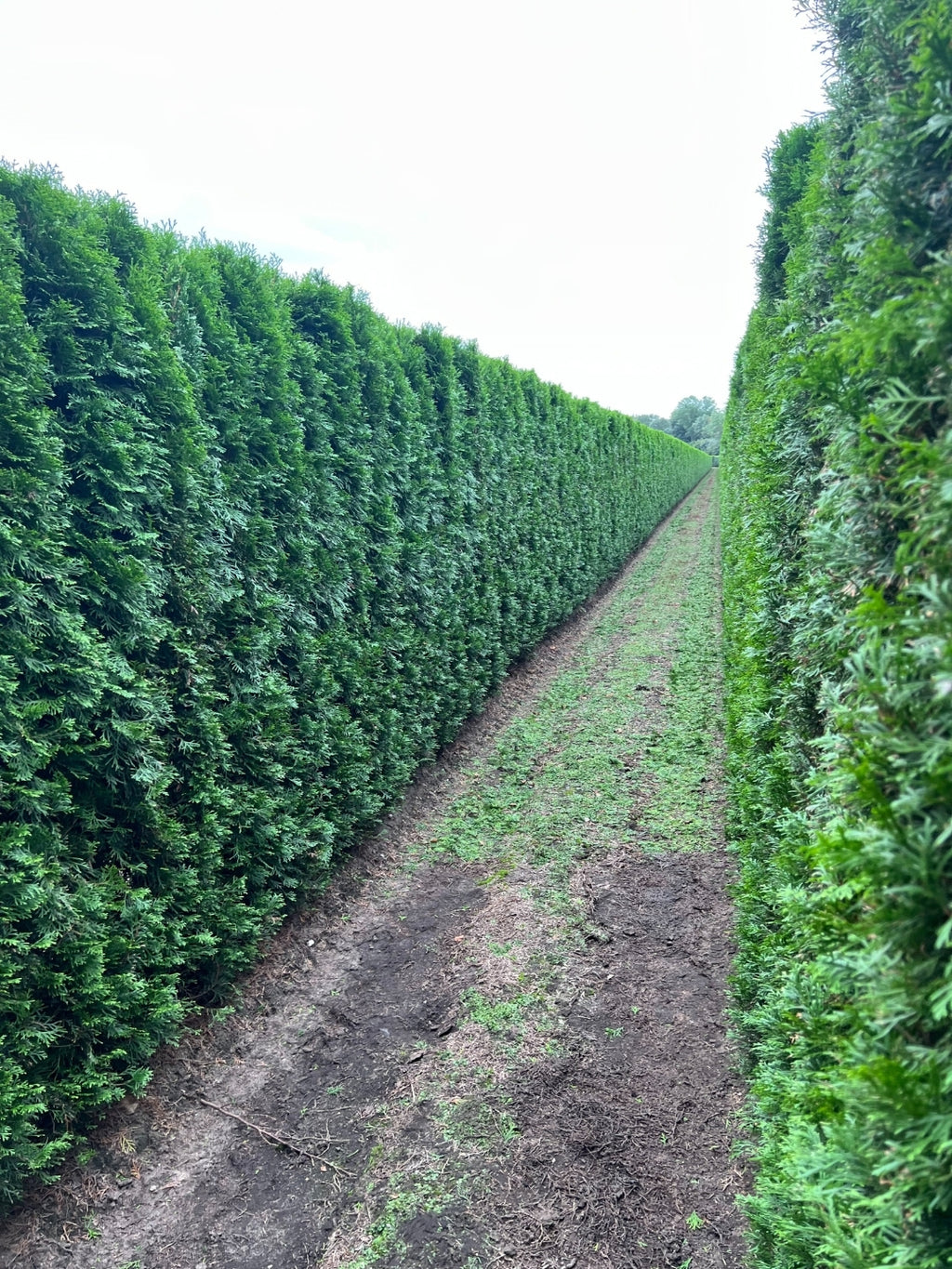 White Cedar 'Smaragd' | Thuja Occidentalis 'Smaragd' | 1m Instant Hedging Length