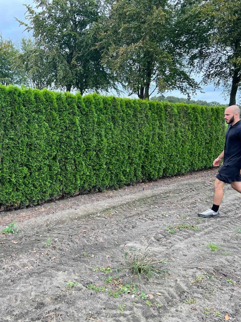 White Cedar 'Smaragd' | Thuja Occidentalis 'Smaragd' | 1m Instant Hedging Length