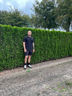 White Cedar 'Smaragd' | Thuja Occidentalis 'Smaragd' | 1m Instant Hedging Length
