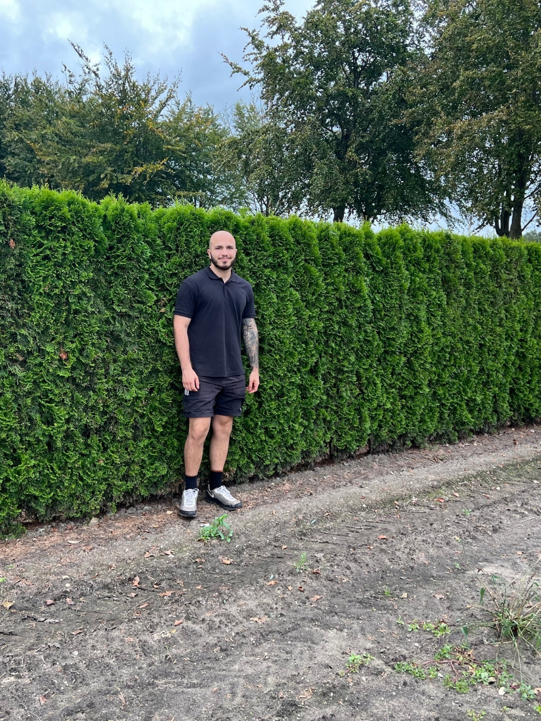 White Cedar 'Smaragd' | Thuja Occidentalis 'Smaragd' | 1m Instant Hedging Length