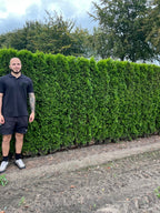 White Cedar 'Smaragd' | Thuja Occidentalis 'Smaragd' | 1m Instant Hedging Length