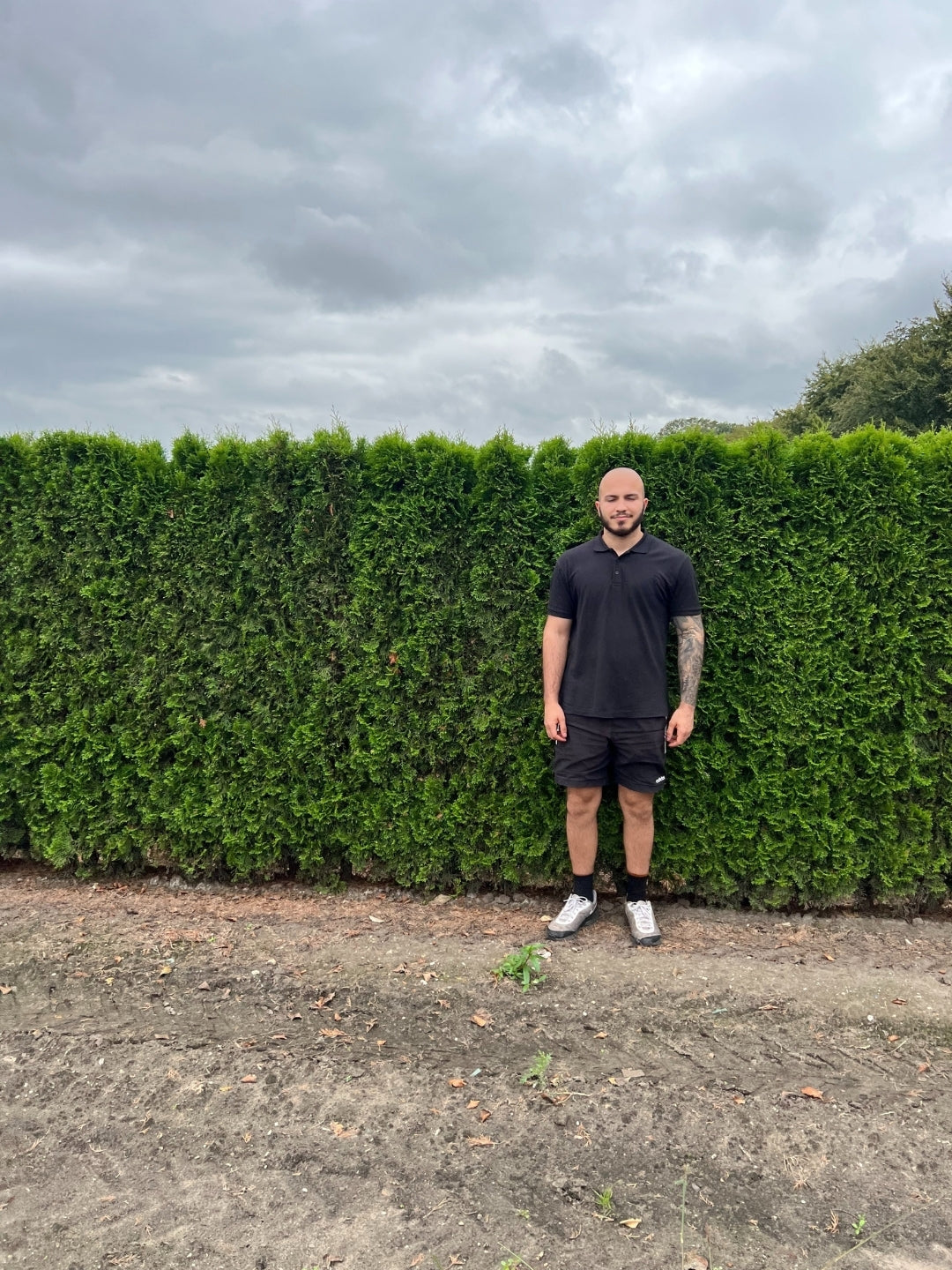 White Cedar 'Smaragd' | Thuja Occidentalis 'Smaragd' | 1m Instant Hedging Length