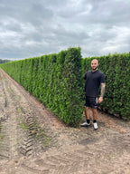 White Cedar 'Smaragd' | Thuja Occidentalis 'Smaragd' | 1m Instant Hedging Length