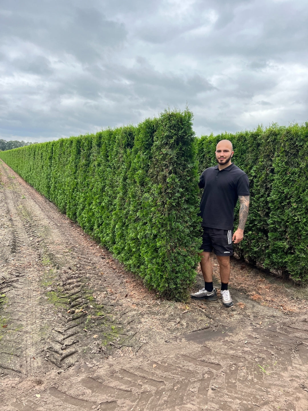 White Cedar 'Smaragd' | Thuja Occidentalis 'Smaragd' | 1m Instant Hedging Length