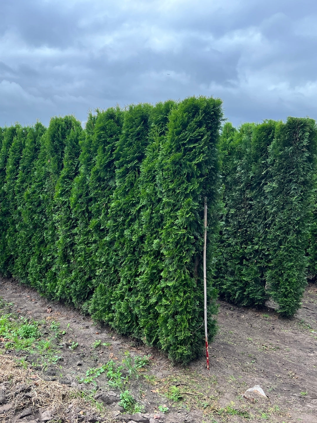 White Cedar 'Smaragd' | Thuja Occidentalis 'Smaragd' | 1m Instant Hedging Length