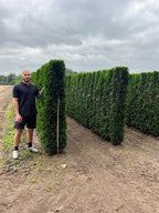 White Cedar 'Smaragd' | Thuja Occidentalis 'Smaragd' | 1m Instant Hedging Length