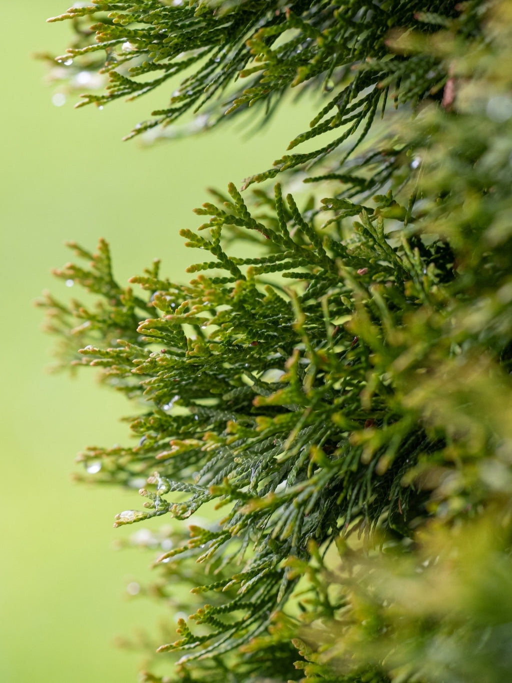 White Cedar 'Smaragd' | Thuja Occidentalis 'Smaragd' | 1m Instant Hedging Length